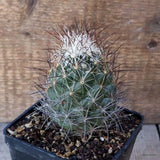 D5396 CORYPHANTHA RAMILLOSA SB908 pot10-H9-W7 cm MaMa Cactus Green Plant