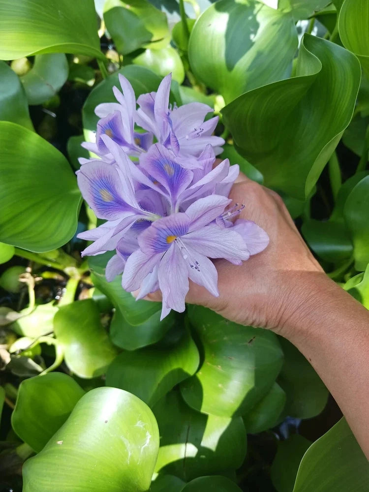 Hyacinth Water Bundle 6 Live Aquatic Plants for Pond Green Plant