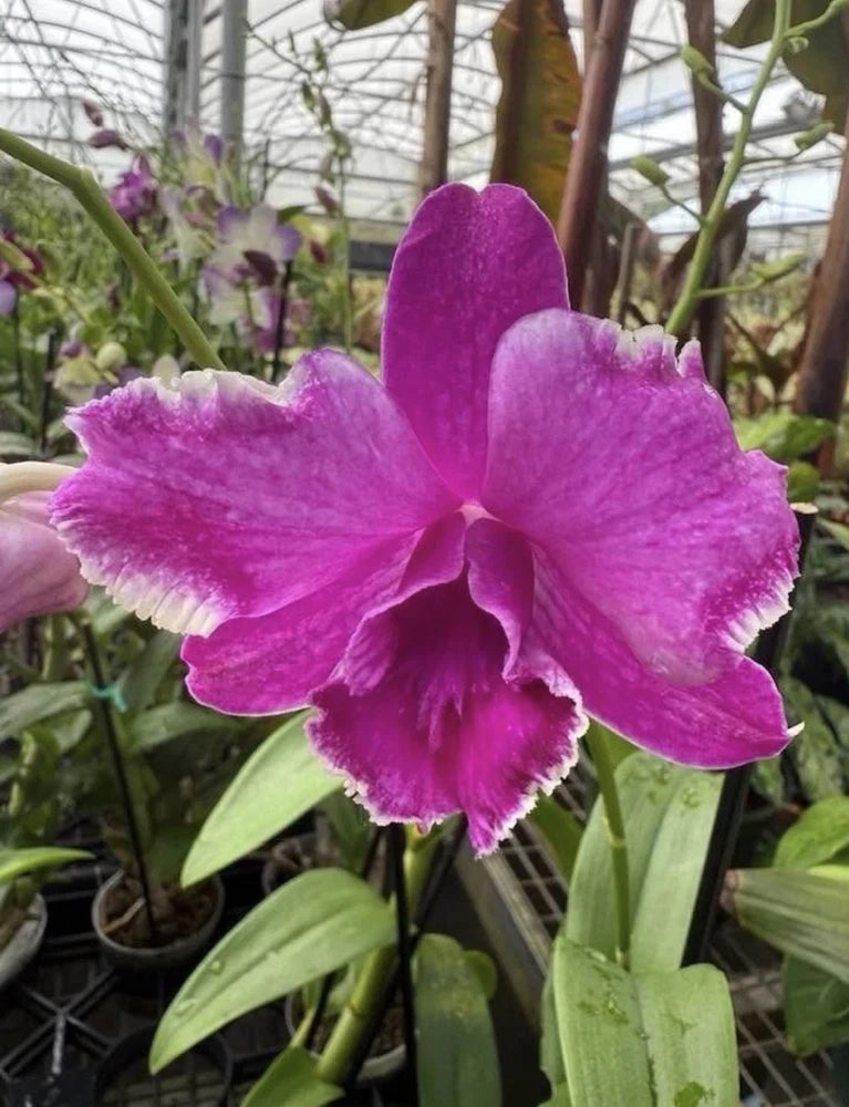 Dendrobium Airy Ring Orchid SEEDLING Orchids