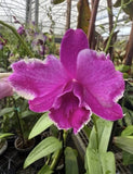 Dendrobium Airy Ring Orchid SEEDLING Orchids