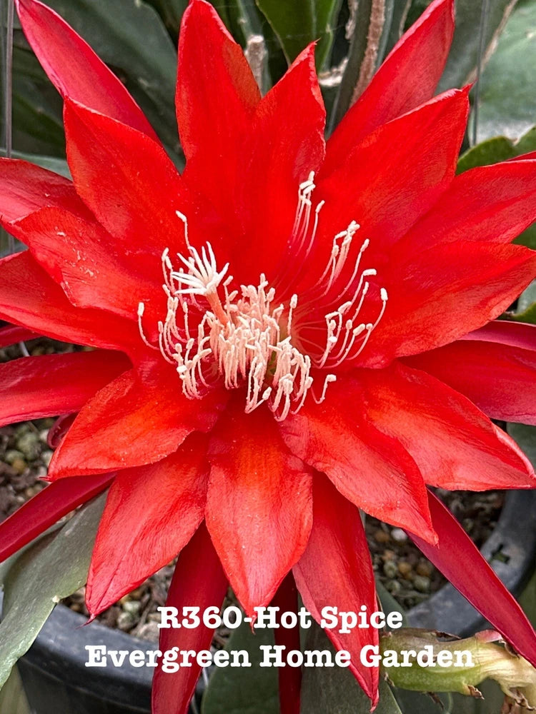 Red epiphyllum orchid cactus flower with white stamens in 4-inch starter pot