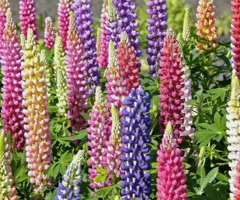 20+ RUSSELL LUPINE FLOWER SEEDS  mixed colors PERENNIAL garden USA seller Garden Plants