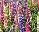 20+ RUSSELL LUPINE FLOWER SEEDS  mixed colors PERENNIAL garden USA seller Garden Plants