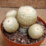 D2567 EPITHELANTHA GREGGII pot12-H8-W11 cm MaMa Cactus Green Plant