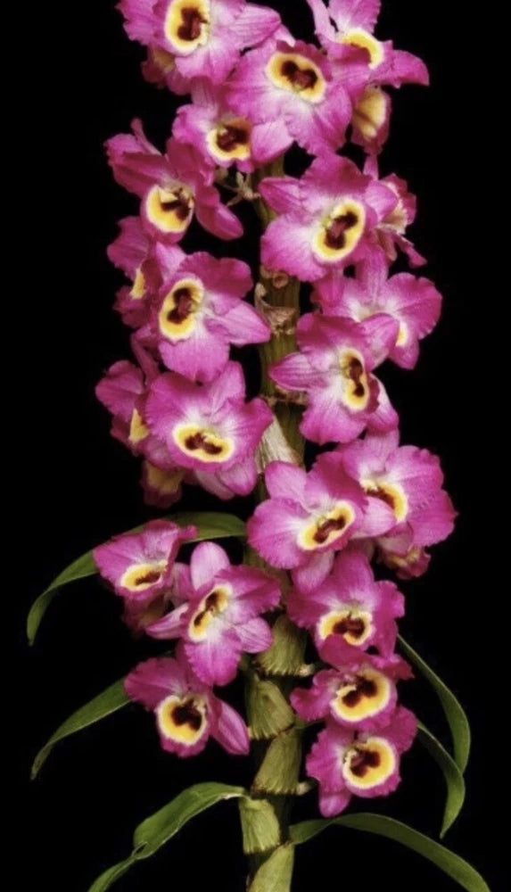 Rooted Dendrobium orchid stem with pink-purple blossoms and yellow throats
