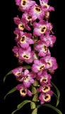 Dendrobium Red Emperor 'Prince' Rooted Stem Orchids