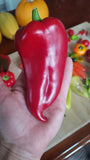 Ajvarski Sweet Pepper Seeds 10 Organic Seeds *Free Shipping* Garden Plants