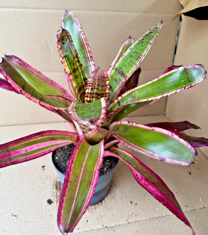 Neoregelia bromeliad with green leaves edged in pink and purple, rosette plant