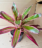 Live Rare Bromeliad - Neoregelia "Banshee" Orchids