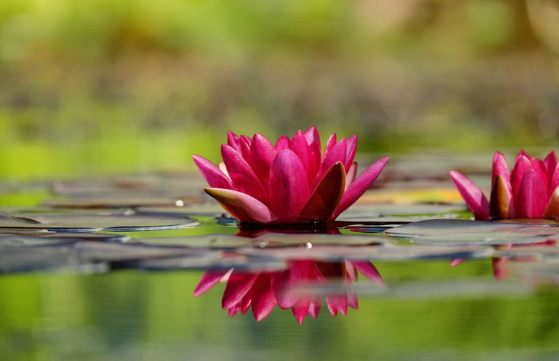 Water Lily Flower Blossom Reflection Bloom Fuschia Red - 17"x22" Art Print-00007 Lily