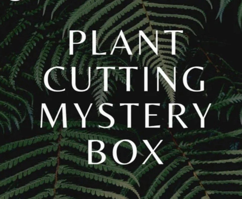30 Fresh Cuttings Mystery Houseplant For Propagation Variety Pack Orchids
