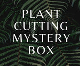 30 Fresh Cuttings Mystery Houseplant For Propagation Variety Pack Orchids