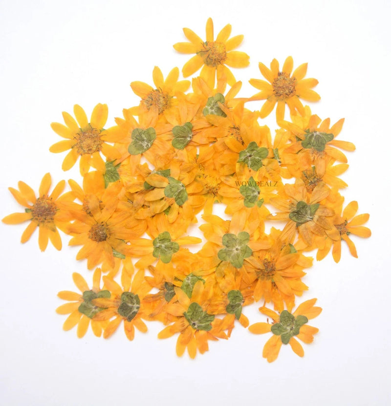 Yellow Natural Pressed Flowers for Resin Art Card Making Scrapbook Crafts Dried Flower