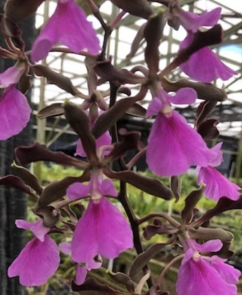 Encyclia orchid blooms, purple flowers on dark branching stems