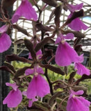 Encyclia orchid blooms, purple flowers on dark branching stems