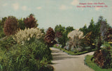 Pampas Grass With Plumes East Lake Park LA CA Divided Back Vintage Postcard Pampas Grass