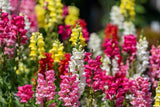 2000 SNAPDRAGON CORONA MIX Antirrhinum Majus Flower Seeds *Flat S/H Flowering Plants