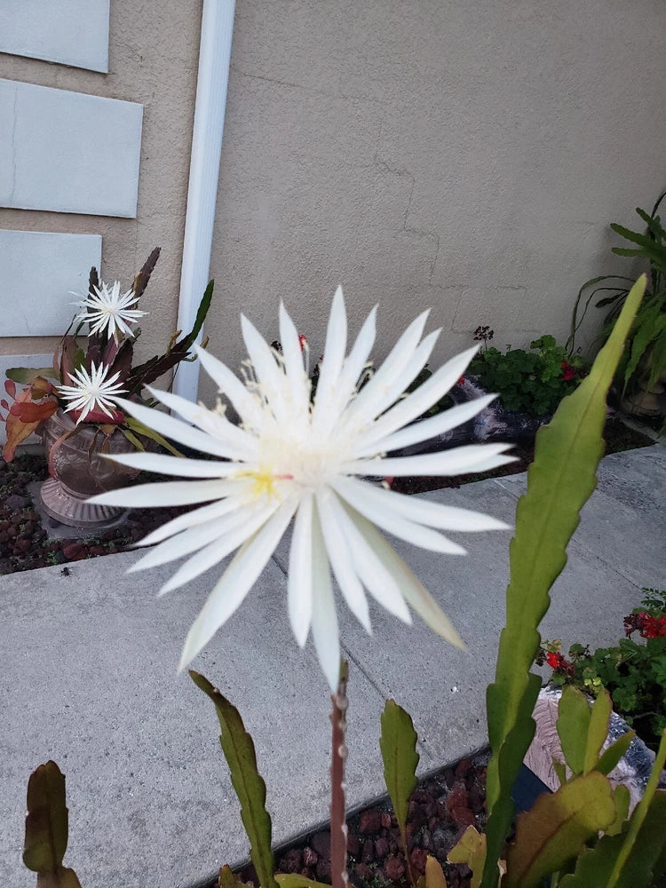 Epiphyllum Hookerii orchid with white star-shaped bloom and green cactus-like stems