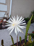 Epiphyllum Hookerii Orchids