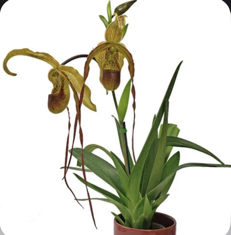 Potted orchid with green leaves and tall brown and green drooping blooms