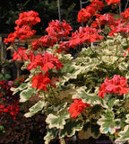25+ Glitterati Ice Queen Geranium Seeds for Garden - USA - FREE SHIPPING! Garden Plants