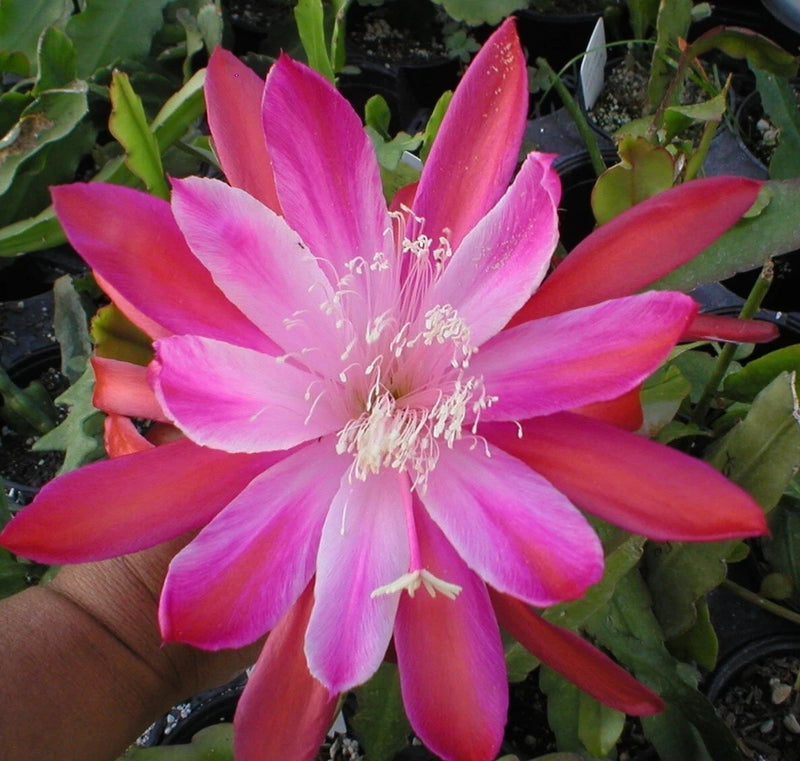 Orchid cactus flower with pink and magenta petals and white stamens, full bloom