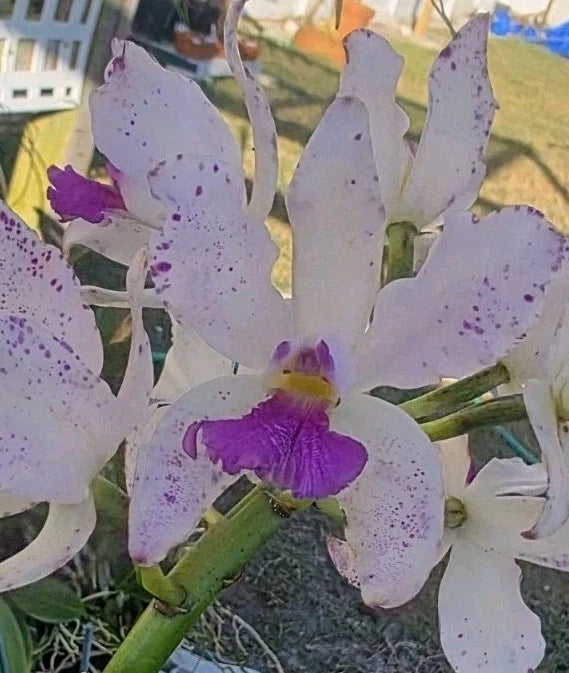 Lavender orchid flower with purple speckled petals and a deep purple center on green stem