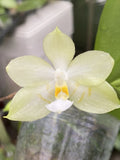 Original Phal Phalaenopsis Joy Snow Swan x Joy Spring Canary-FRAGRANT Orchids