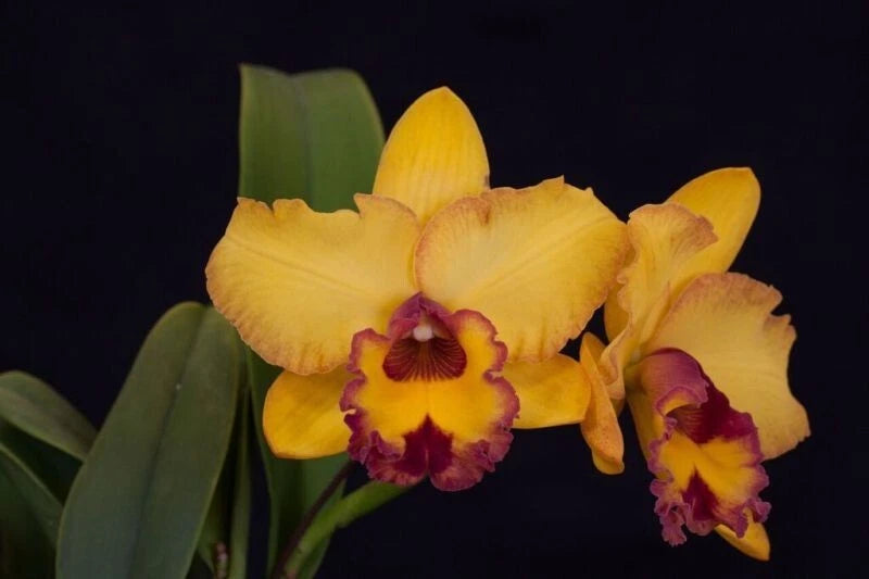 Cattleya (Rlc.) Krull's Seminole Sunrise x sib orchid seedling Orchids
