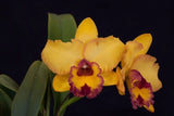 Cattleya (Rlc.) Krull's Seminole Sunrise x sib orchid seedling Orchids