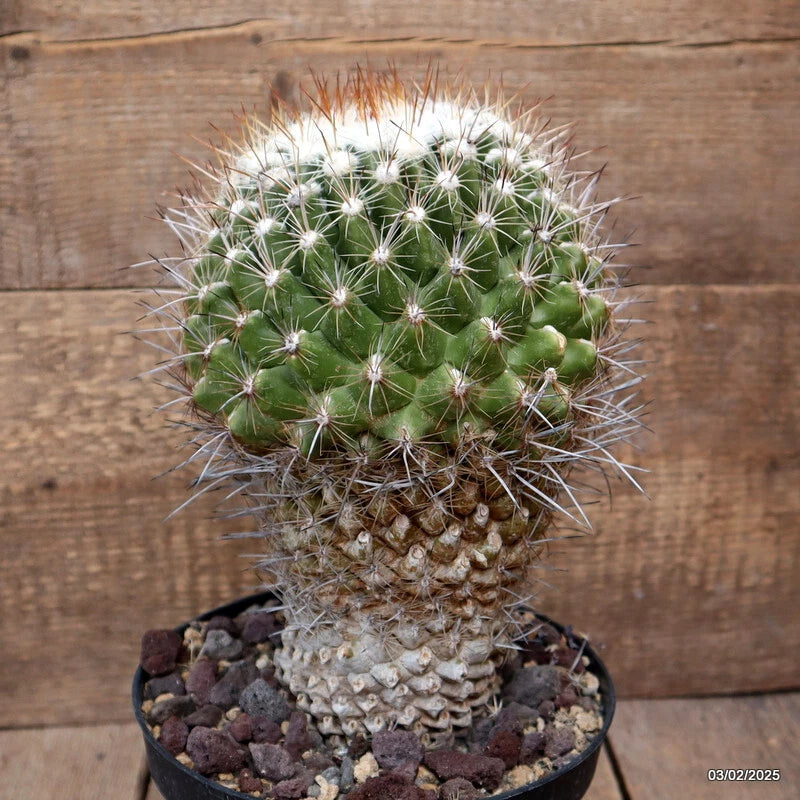 D2693 THELOCACTUS CONOTHELOS OLD pot18-H25-W17 cm MaMa Cactus Green Plant