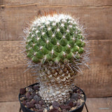 D2693 THELOCACTUS CONOTHELOS OLD pot18-H25-W17 cm MaMa Cactus Green Plant