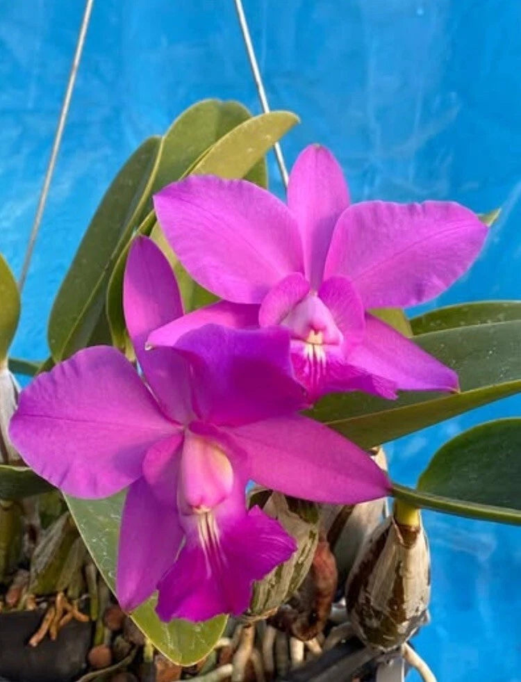 Purple orchid blooms with broad green leaves