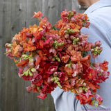 1000+ Madame Butterfly Bronze Snapdragon Seeds for Garden - USA - FREE SHIPPING! Garden Plants