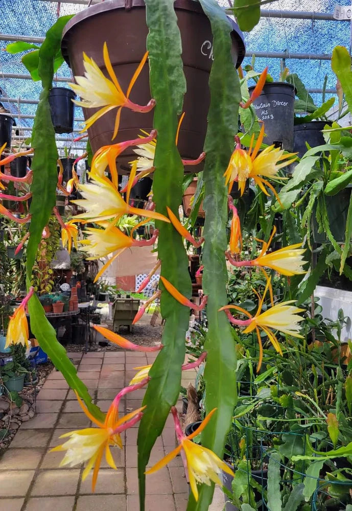 4-inch orchid cactus plant in pot with long green stems and yellow-orange flowers