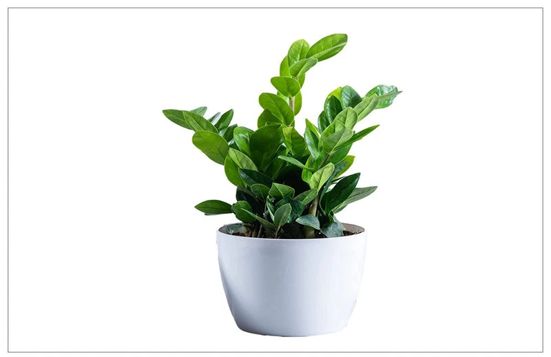 Marble white plant pot planter with base, holding a green leafy plant.
