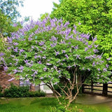 2 Chasteberry Tree / Vitex Agnus-Castus/ Lilac Chastetree  Bare-root Flowering Plants