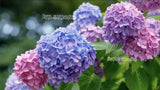 3 L.A. DREAMINÕ BIG LEAF HYDRANGEA ROOTED CLIPPINGS! BLUE PINK & PURPLE BLOOMS! Hydrangea