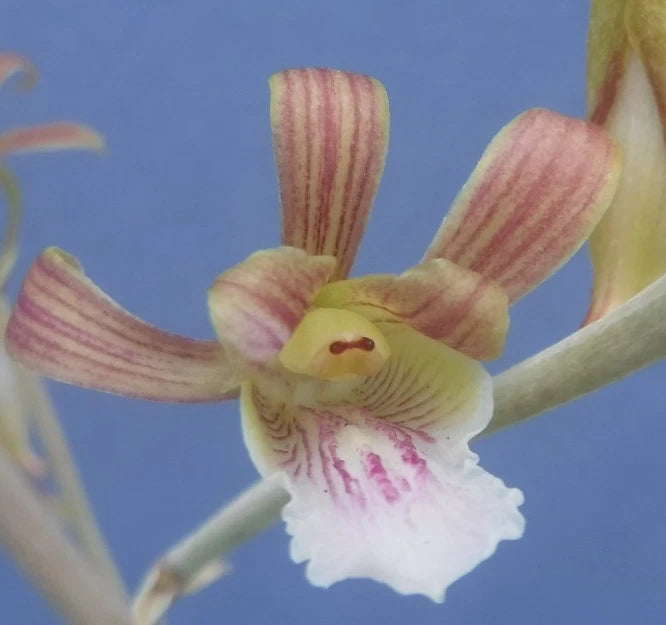 Desert orchid flower with pink-striped petals and white labellum