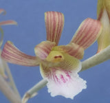 Eulophia petersii 3 Stems Amazing Flowr Desert Orchid Succulent Plant 9" Tall Y6 Orchids