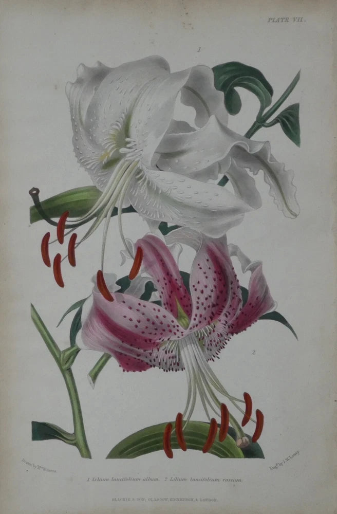 Antique lily engraving print with white and pink flowers and green leaves