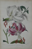 Antique Page Book GARDENNERÕS ASSISTANT Engraving Flower LILIES LILIUM 1859 Lily