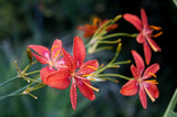 10 FRECKLEFACE BLACKBERRY LILY (Leopard Lily) Belamcanda Chinensis Iris Domestic Flowering Plants