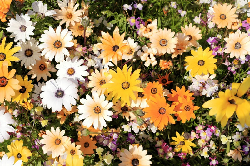 1000 MIXED AFRICAN DAISY DAISIES Dimorphotheca aka Cape Marigold Flower Seeds Daisies