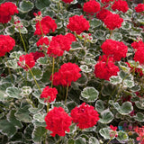 25+ Wilhelm Langguth Geranium Seeds for Garden Planting - USA - FREE SHIPPING! Garden Plants