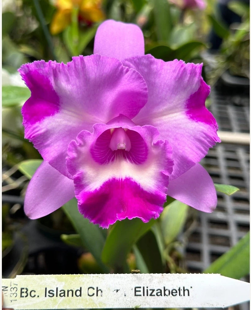 Purple and magenta Cattleya orchid bloom with ruffled petals and vivid center