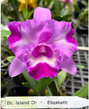 Bc Island Charm 'Elizabeth' Bloomimg Size Cattleya Orchid Clone. Fragrant  4