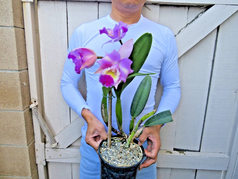 Purple Cattleya orchid in clear gravel pot with green leaves