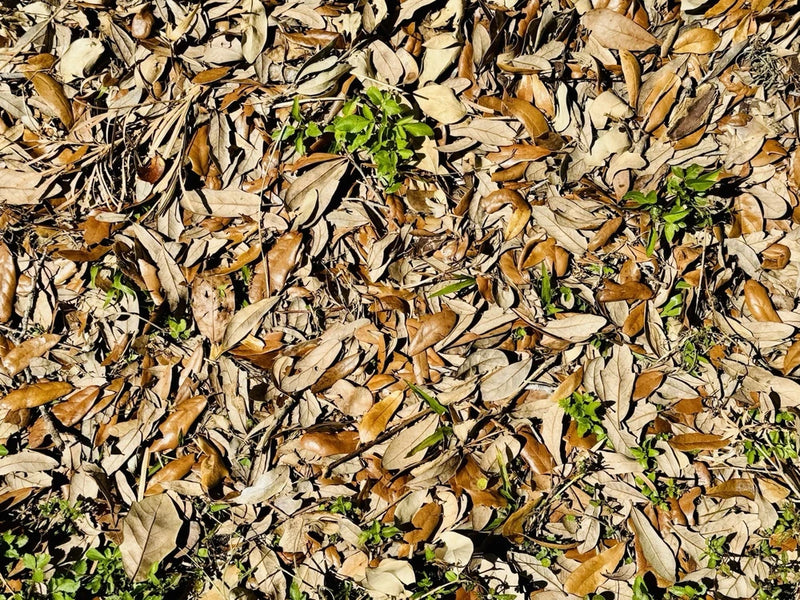 Natural dried oak leaf litter, tan leaves with small green leaf pieces for aquariums