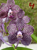 Vanda Mimi Palmer X Tubtim Thaispot Bs  Orchid  WILL HAVE VARIATIONS  seed grown Orchids